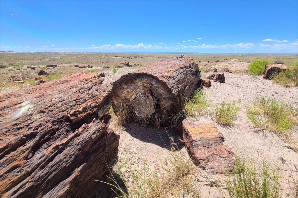 Parque Nacional del Bosque Petrificado AZ