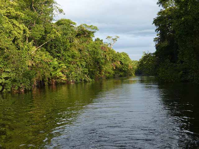 Swarovski Optik anuncia un proyecto para proteger la selva tropical de la Península de Osa en Costa Rica