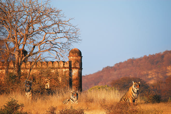 TOFTigers se dispone a declarar los VI Premios TOFTigers de Turismo de Vida Silvestre