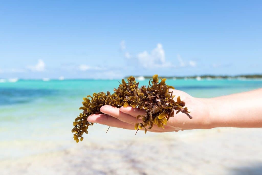 ¿Son peligrosas para el ser humano las algas Sargassum que cubren las playas de Florida?