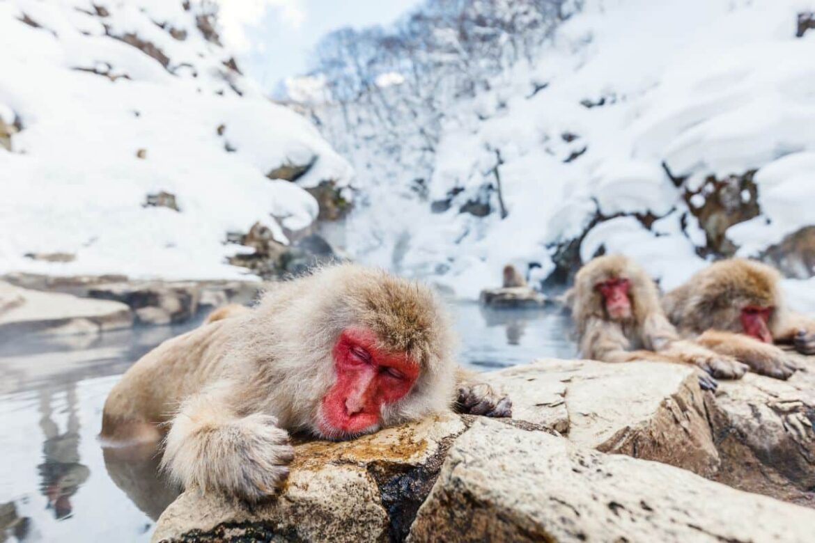 Estos son los 8 destinos invernales más pintorescos de Japón